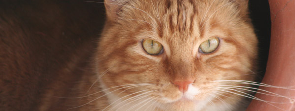 helping keep your pets pain free