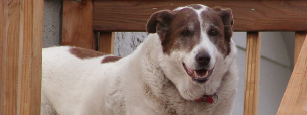 Senior pets are cool